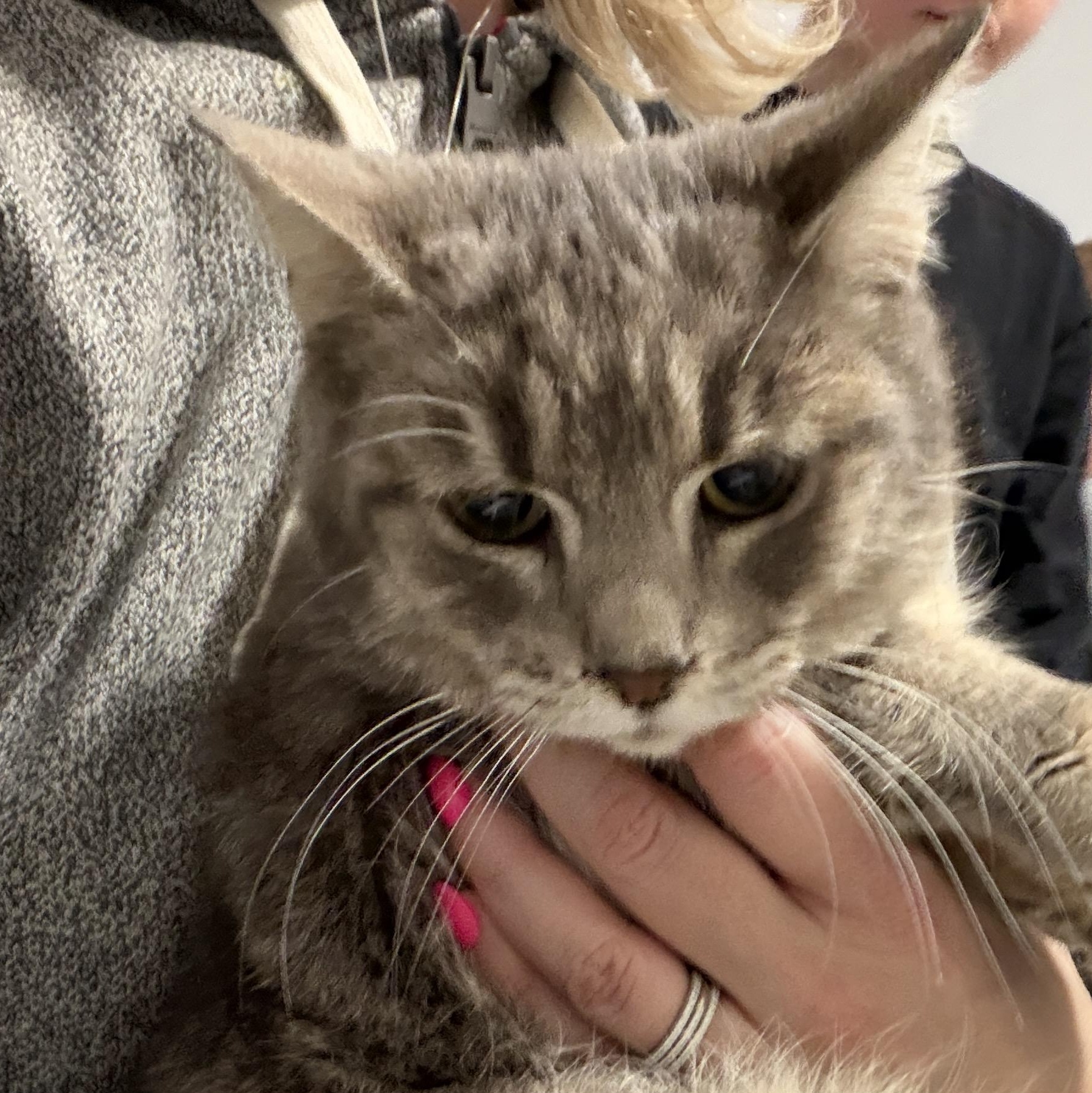 Enlarge Tsaritsa, a Adoptable Domestic Short Hair in Pickering, ON image 3/4