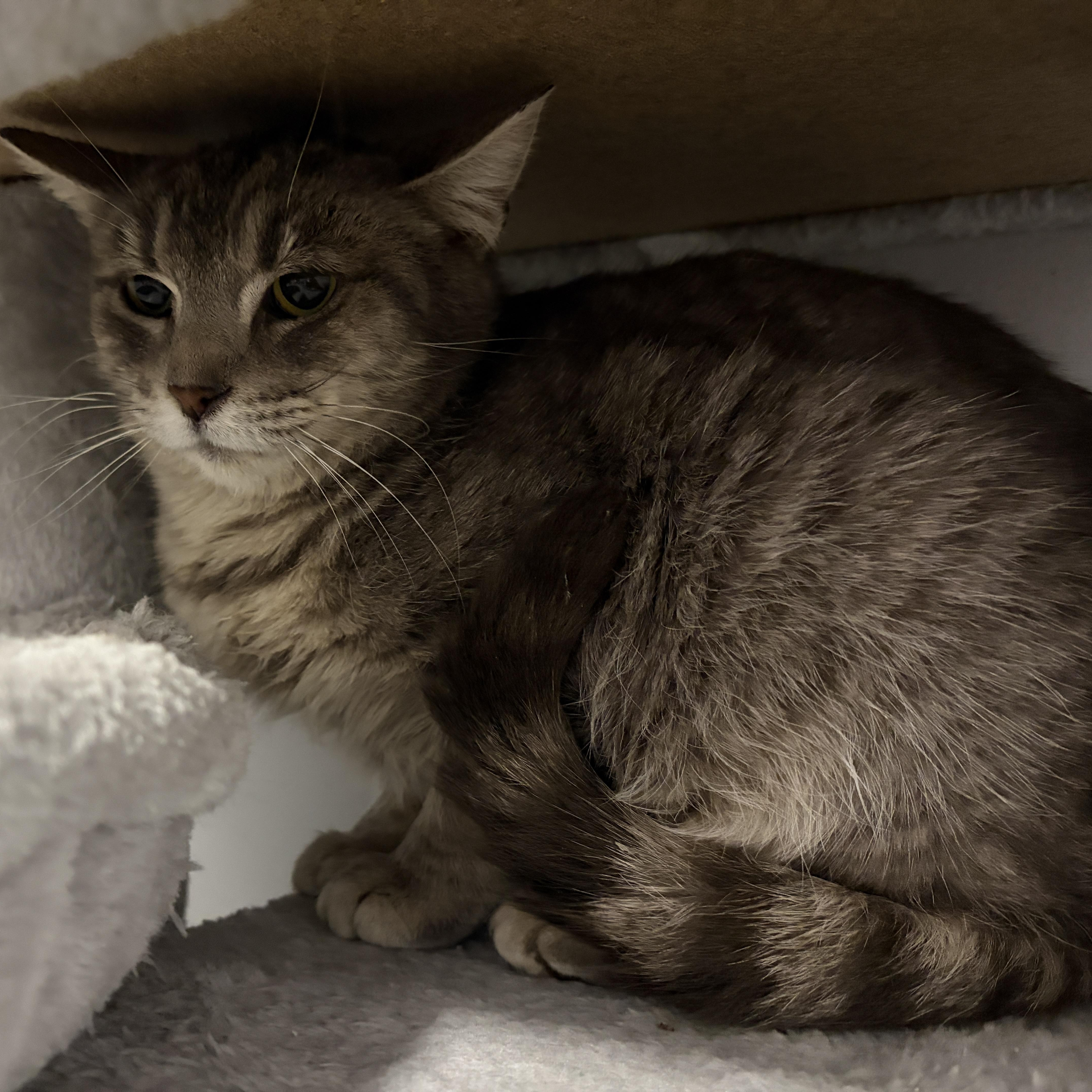 Enlarge Tsaritsa, a Adoptable Domestic Short Hair in Pickering, ON image 4/4