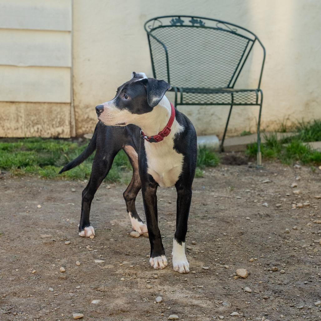 Enlarge Biscuit, a Adoptable mixed breed in Pawling, NY image 1/6
