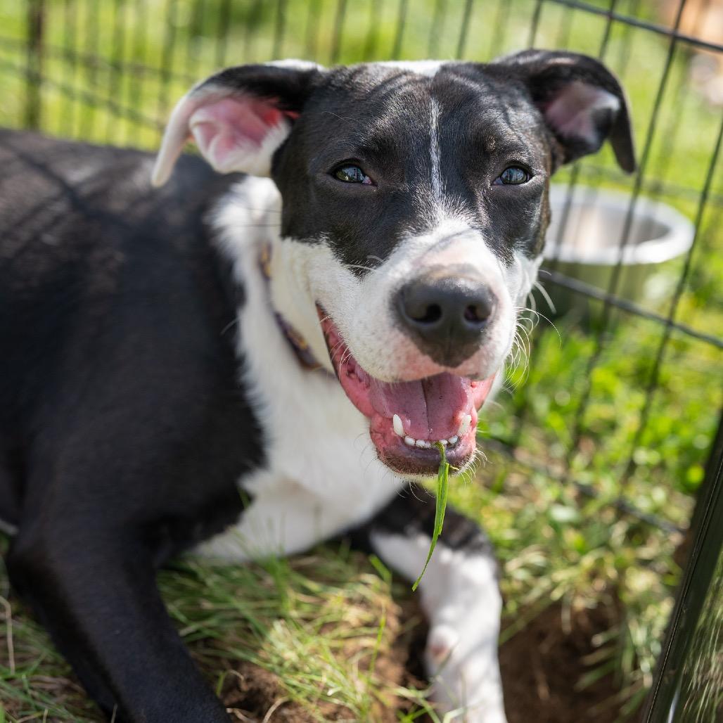 Enlarge Biscuit, a Adoptable mixed breed in Pawling, NY image 2/6