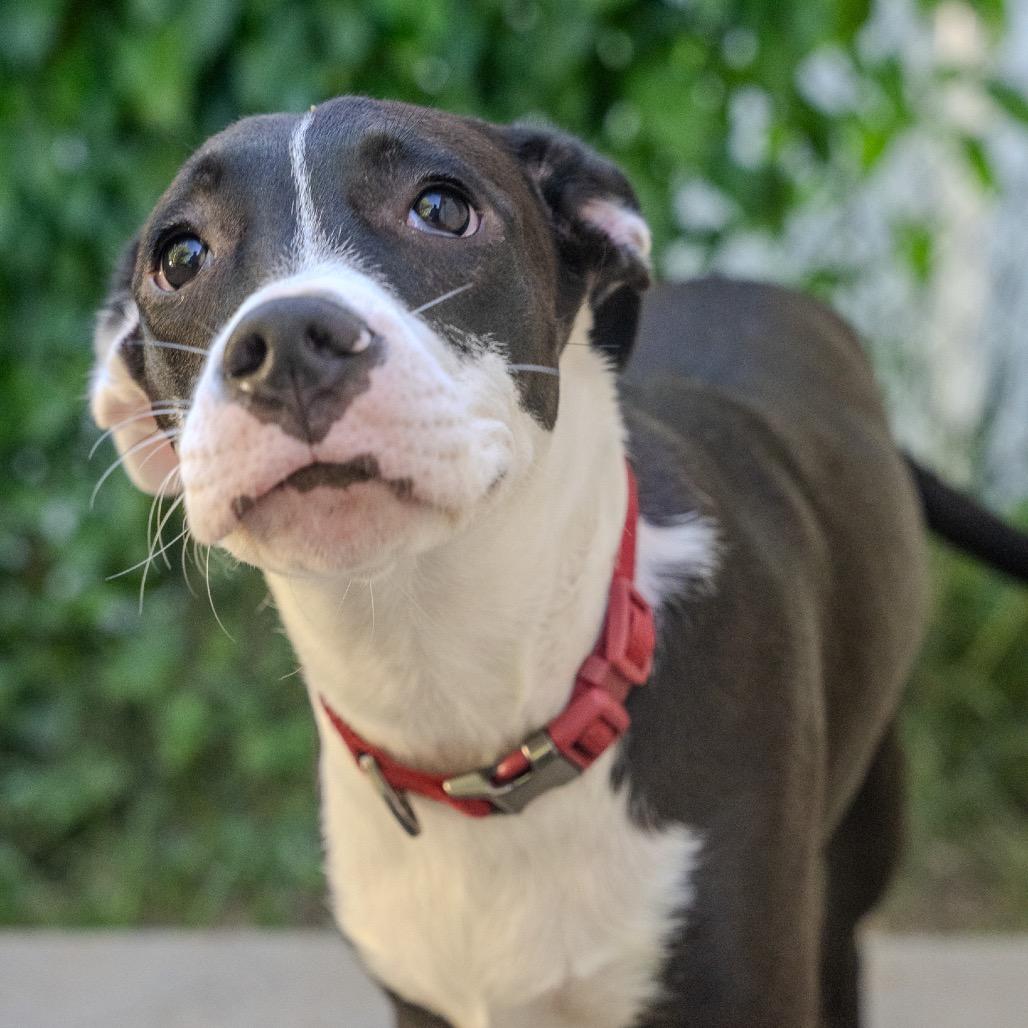 Enlarge Biscuit, a Adoptable mixed breed in Pawling, NY image 3/6