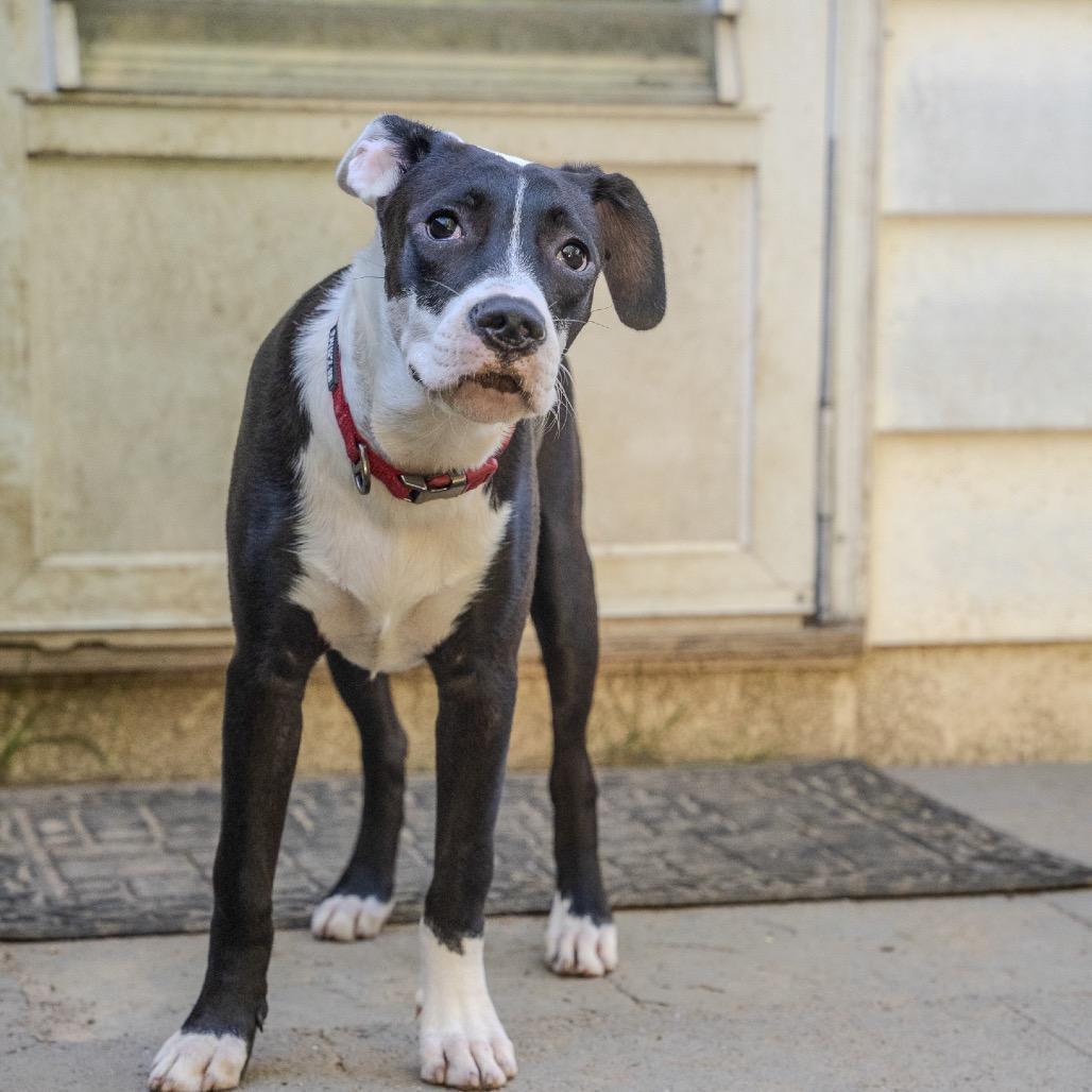Enlarge Biscuit, a Adoptable mixed breed in Pawling, NY image 4/6