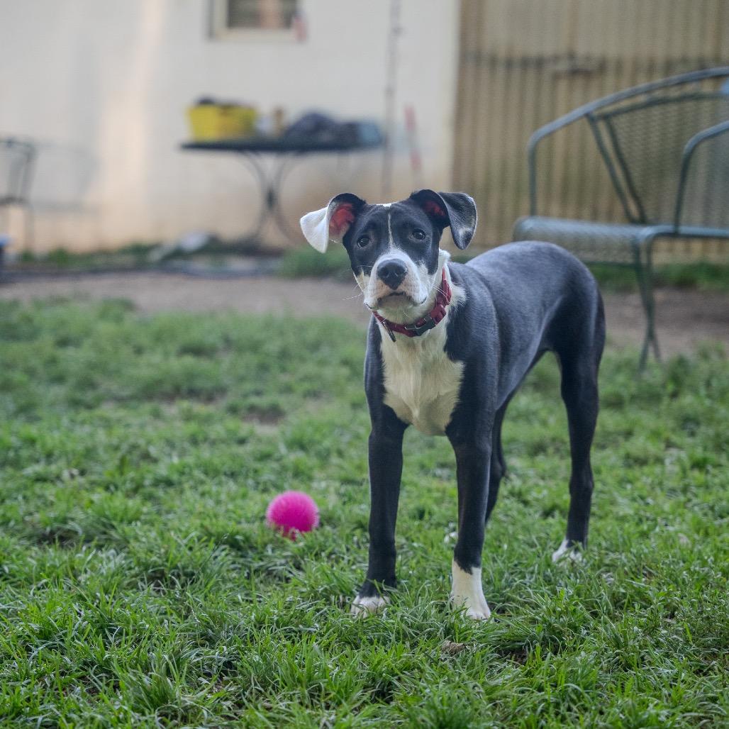 Enlarge Biscuit, a Adoptable mixed breed in Pawling, NY image 5/6