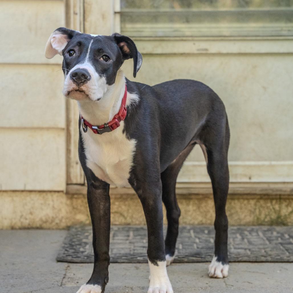 Enlarge Biscuit, a Adoptable mixed breed in Pawling, NY image 6/6