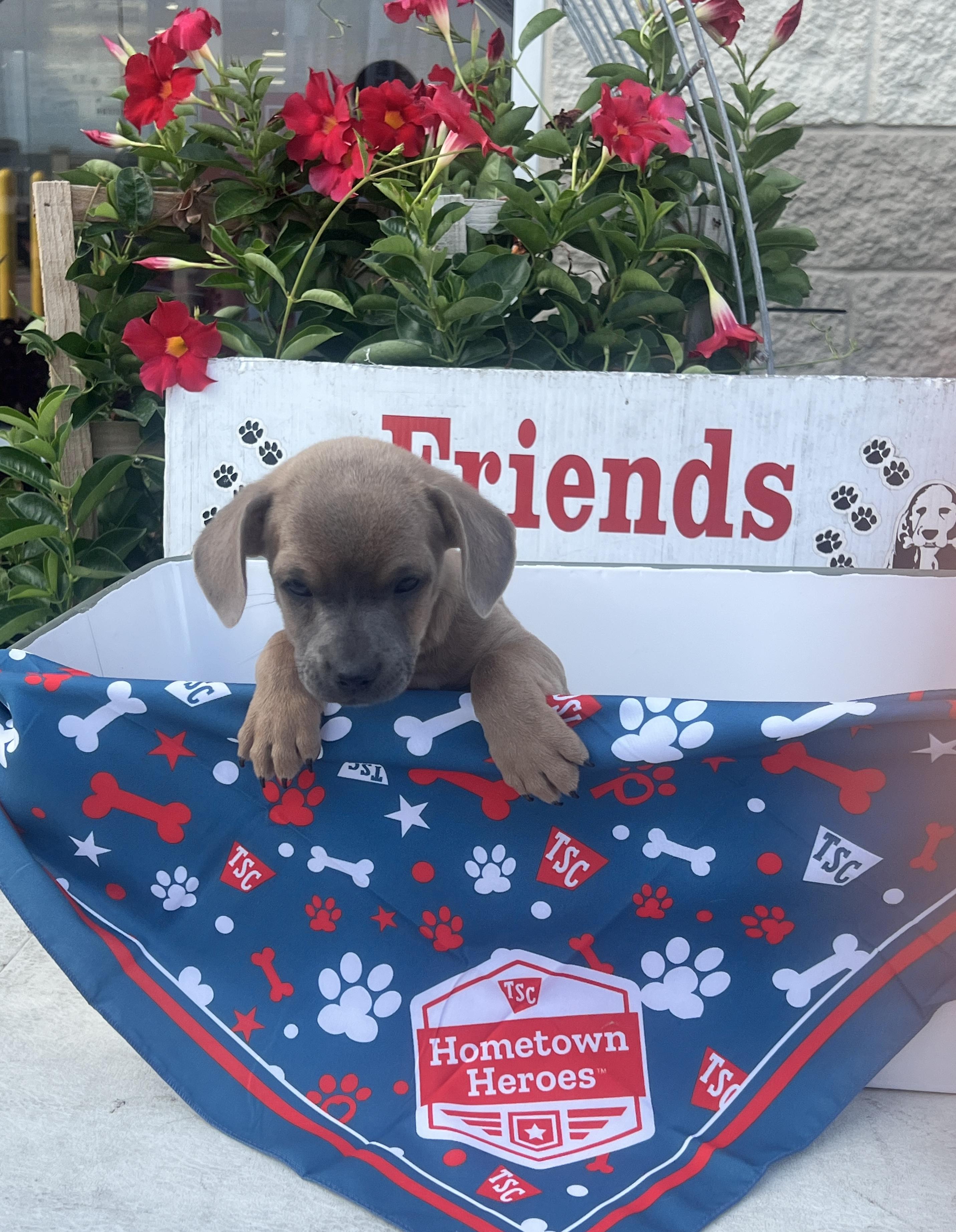 Graham, Adoptable, Puppy Male Chihuahua & Terrier.