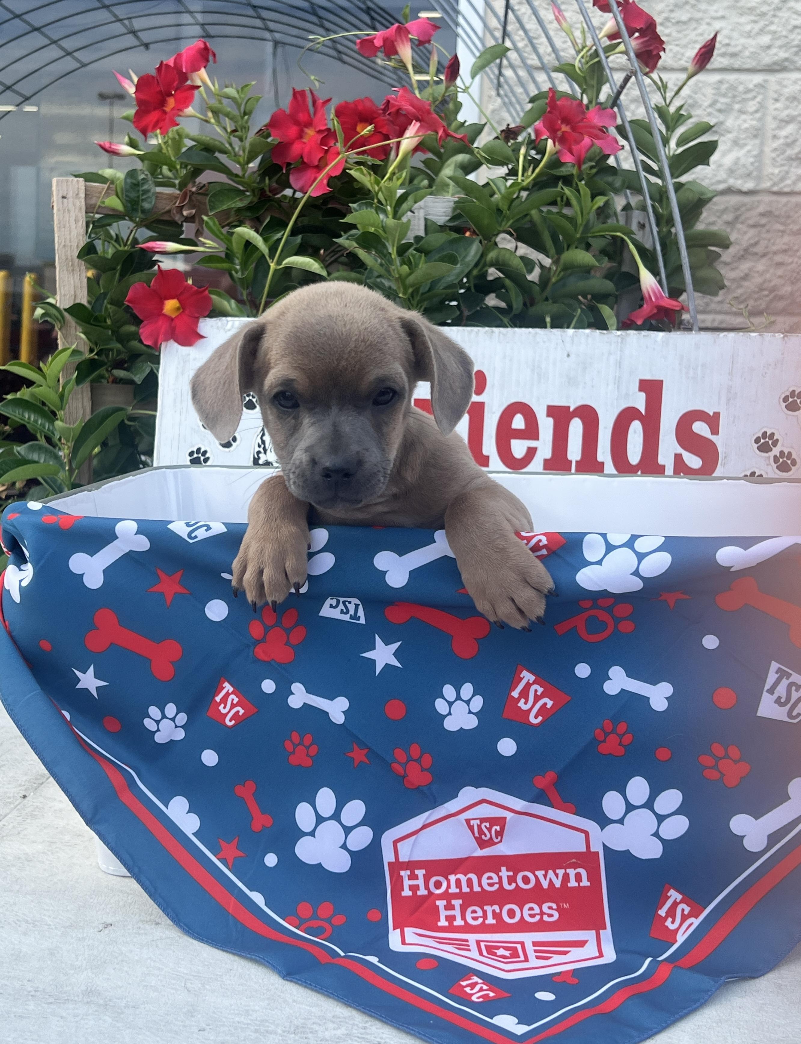 Enlarge Graham, a Adoptable mixed breed in Rocky Mount, NC image 2/2