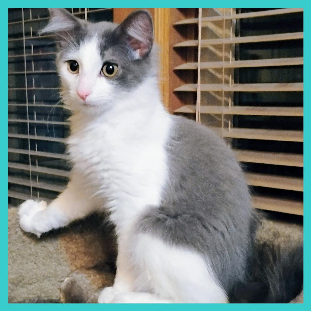 Doc, Adoptable, Kitten Male Domestic Medium Hair.