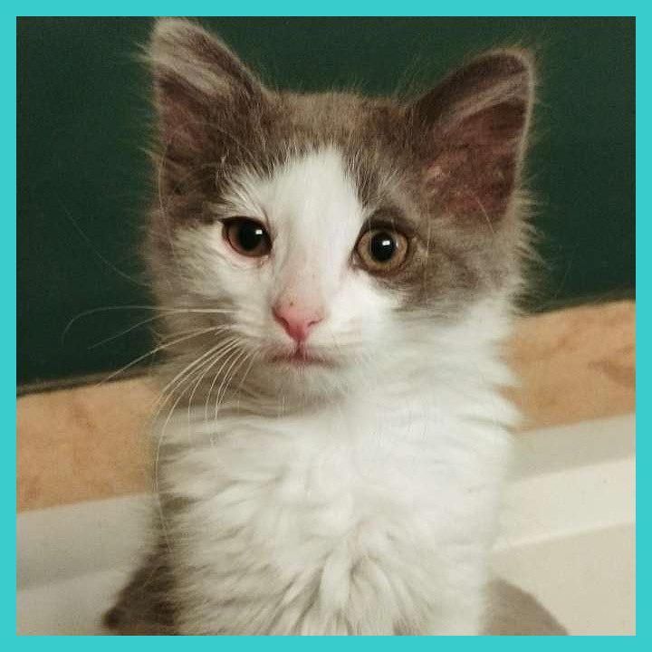 Enlarge Doc, a Adoptable Domestic Medium Hair in Laramie, WY image 2/4
