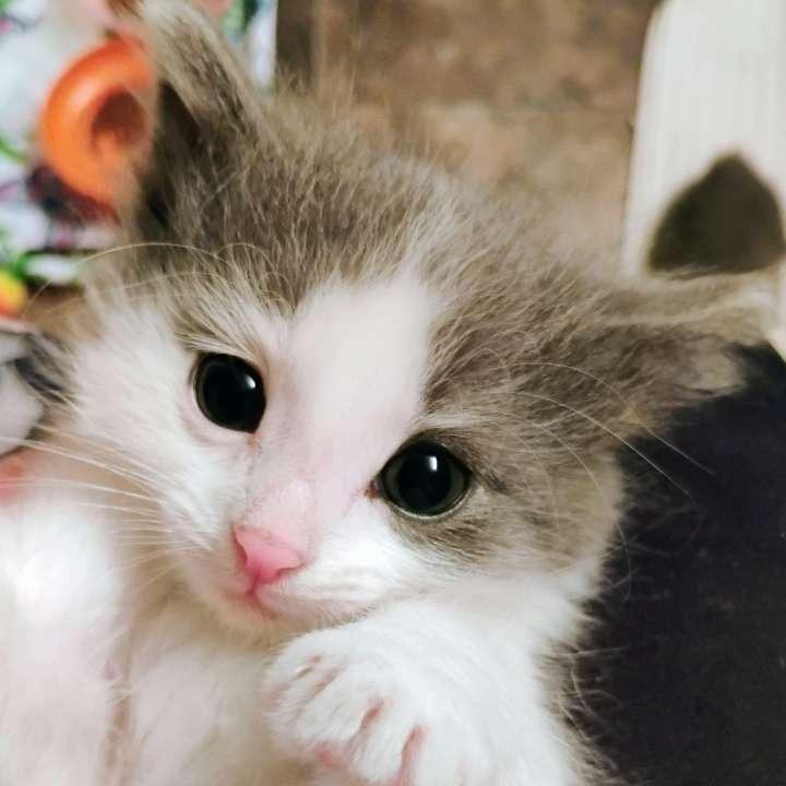 Enlarge Doc, a Adoptable Domestic Medium Hair in Laramie, WY image 4/4