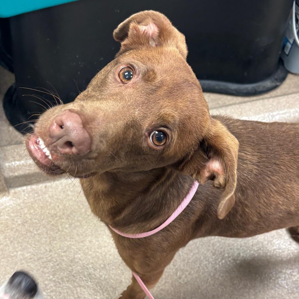 Buster B, Adoptable, Adult Male Chocolate Labrador Retriever & Mixed Breed.