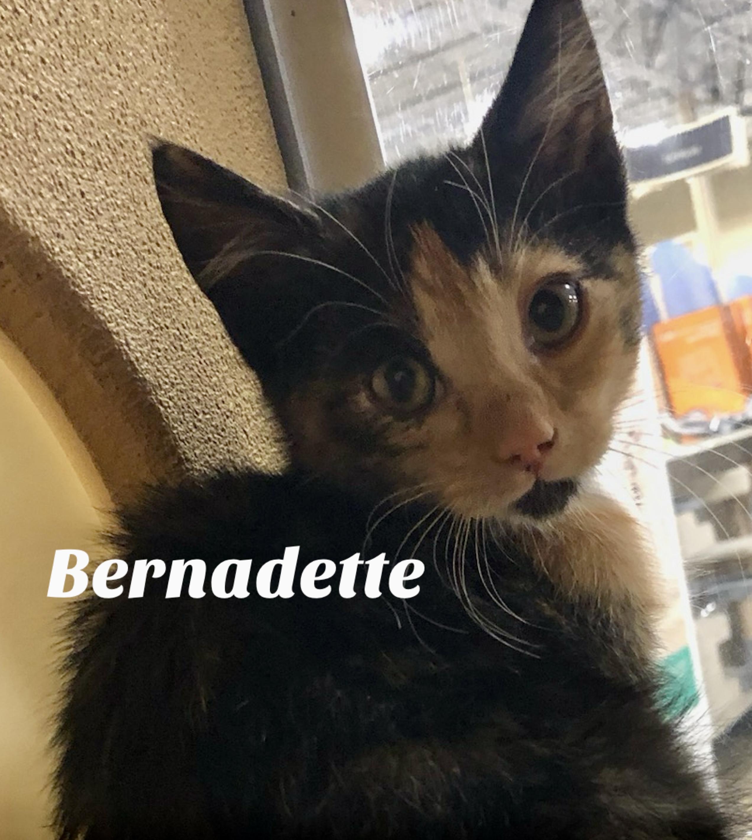 Enlarge Bernadette, a Adoptable Domestic Short Hair in Owasso, OK image 1/1