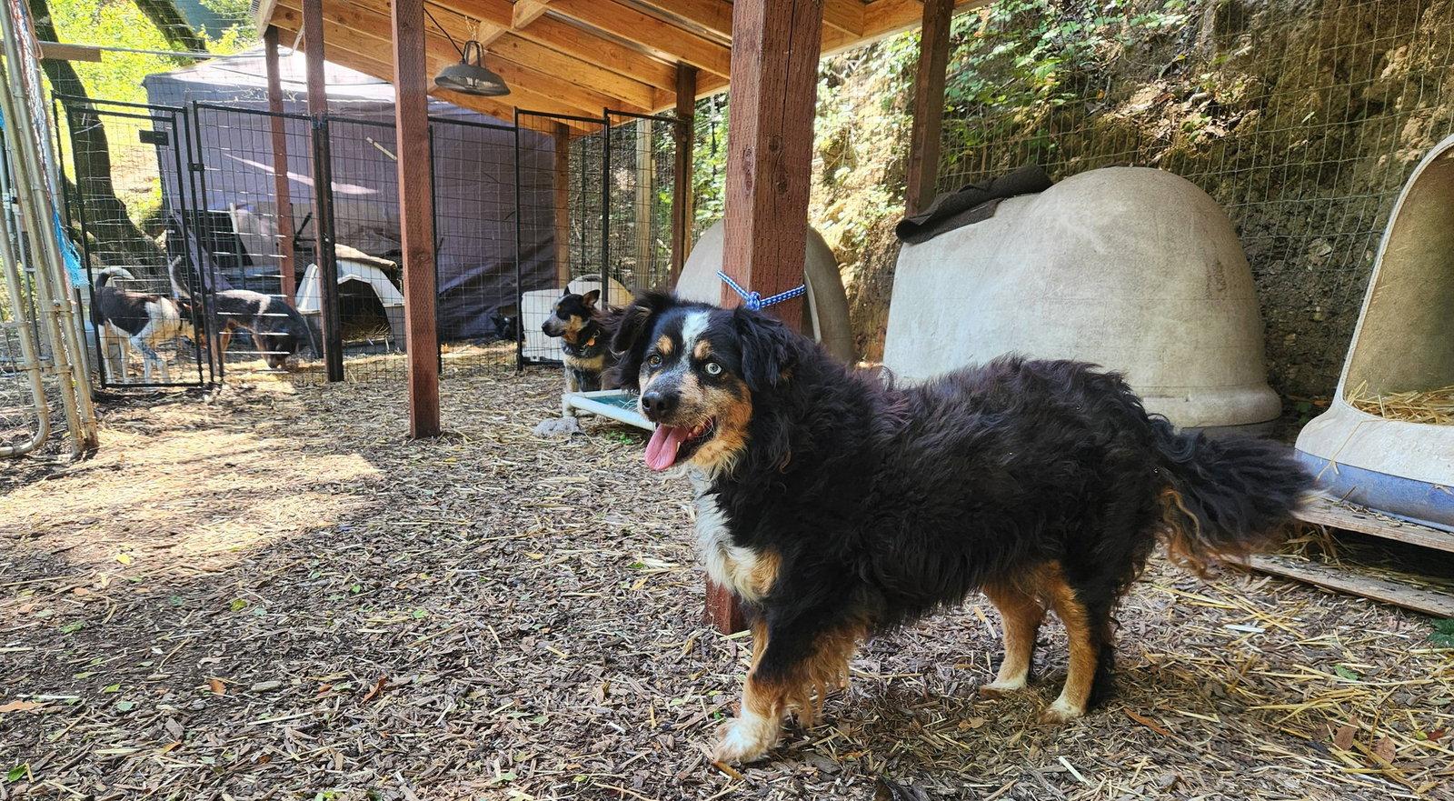 Bessie, a Adopted Australian Shepherd in Paso Robles, CA image 1/3