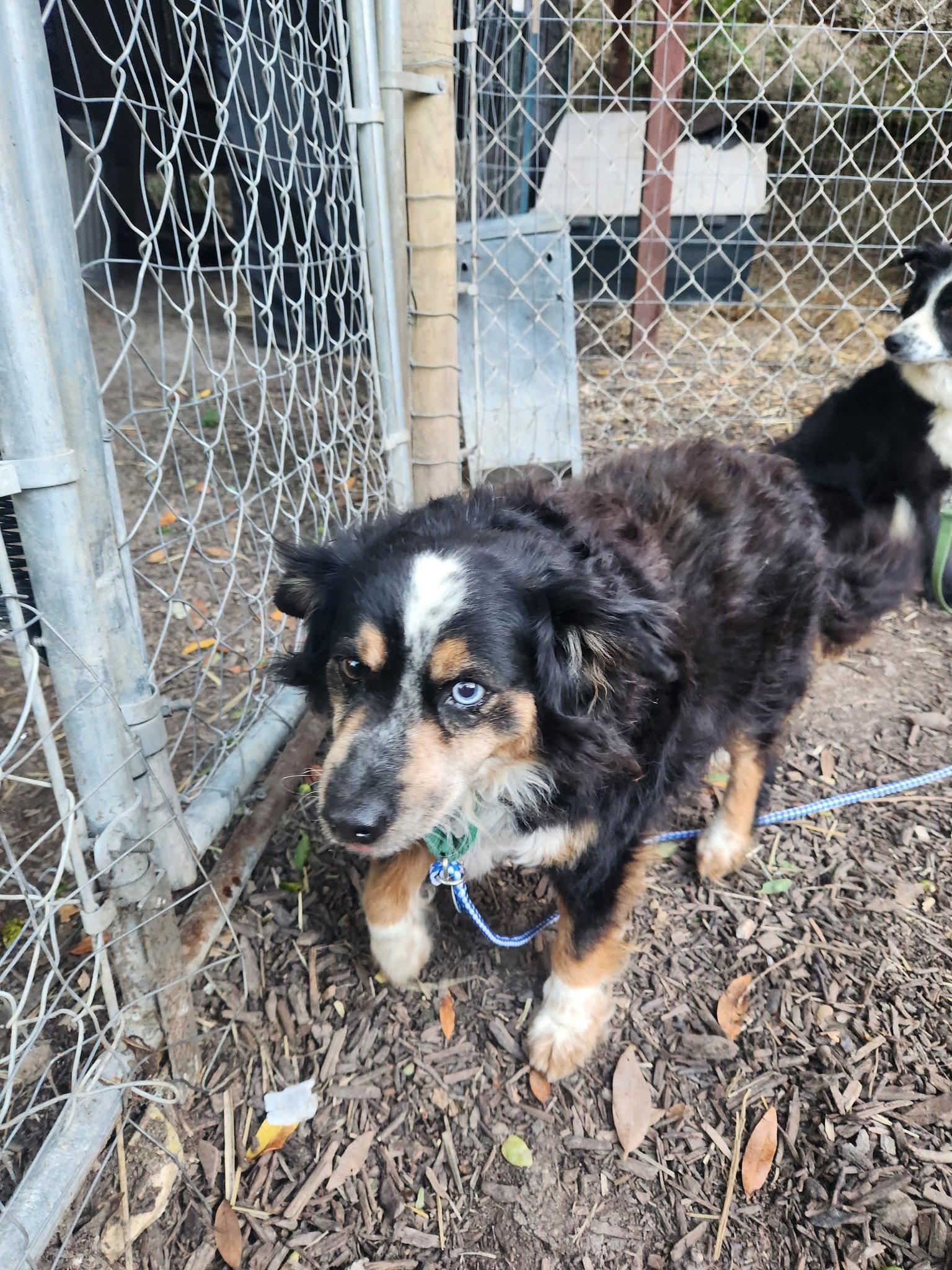 Bessie, a Adopted Australian Shepherd in Paso Robles, CA image 2/3