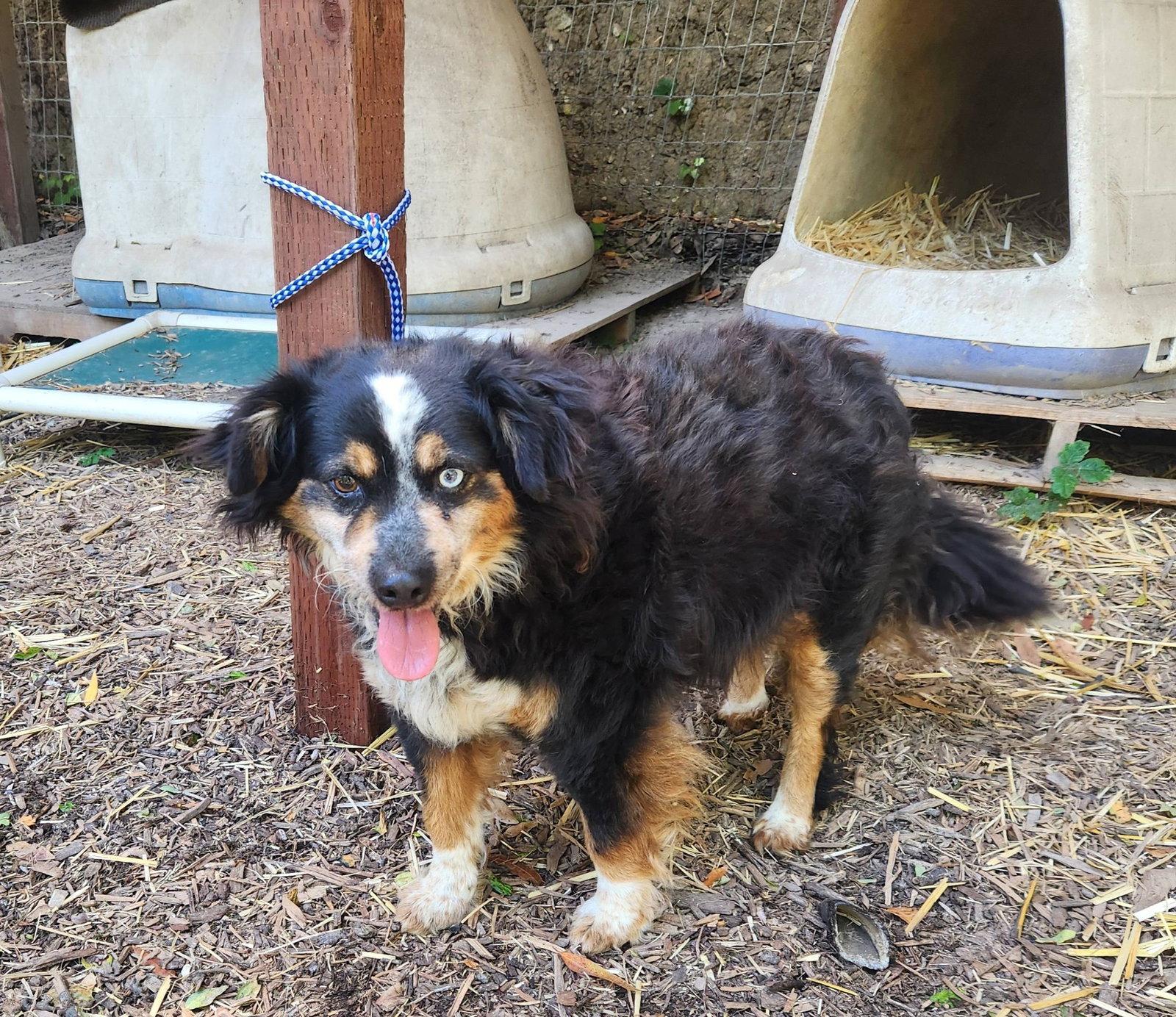 Bessie, a Adopted Australian Shepherd in Paso Robles, CA image 3/3