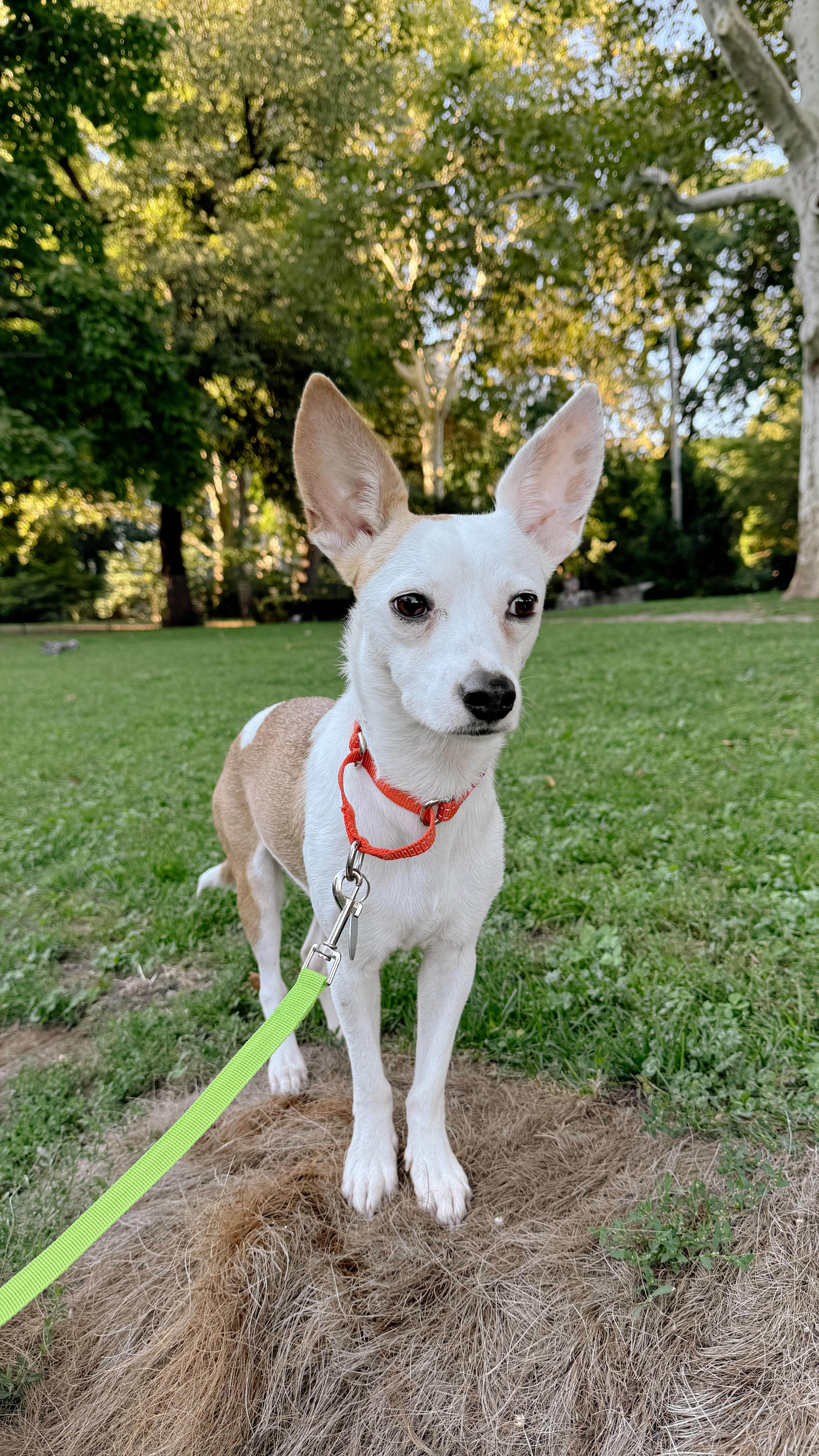 Bailey, ADOPTABLE, Adult • Female, Chihuahua.