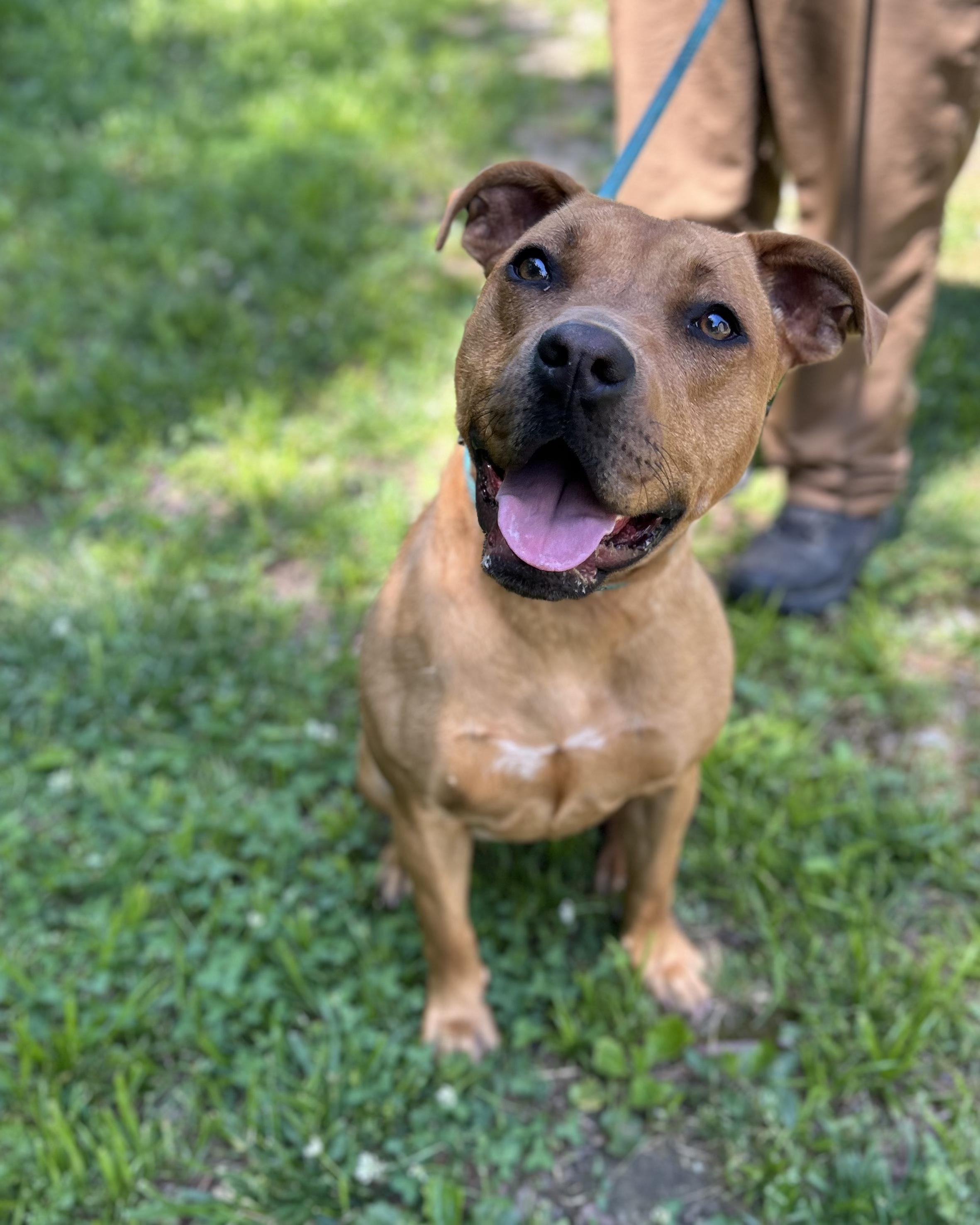 Gemma, ADOPTABLE, Young Female Mixed Breed.