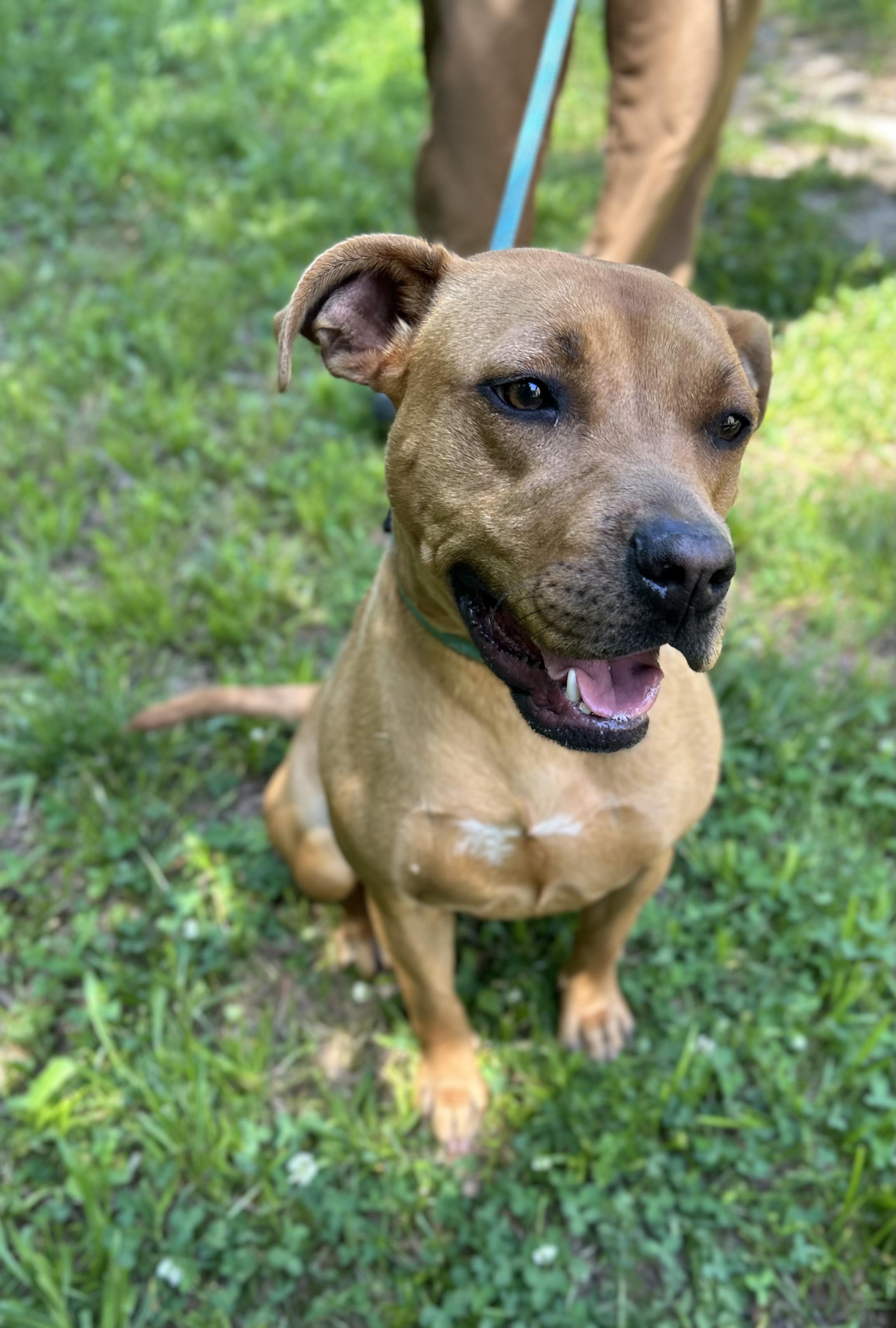 Gemma, a ADOPTABLE Mixed Breed in Manchester, TN image 3/3