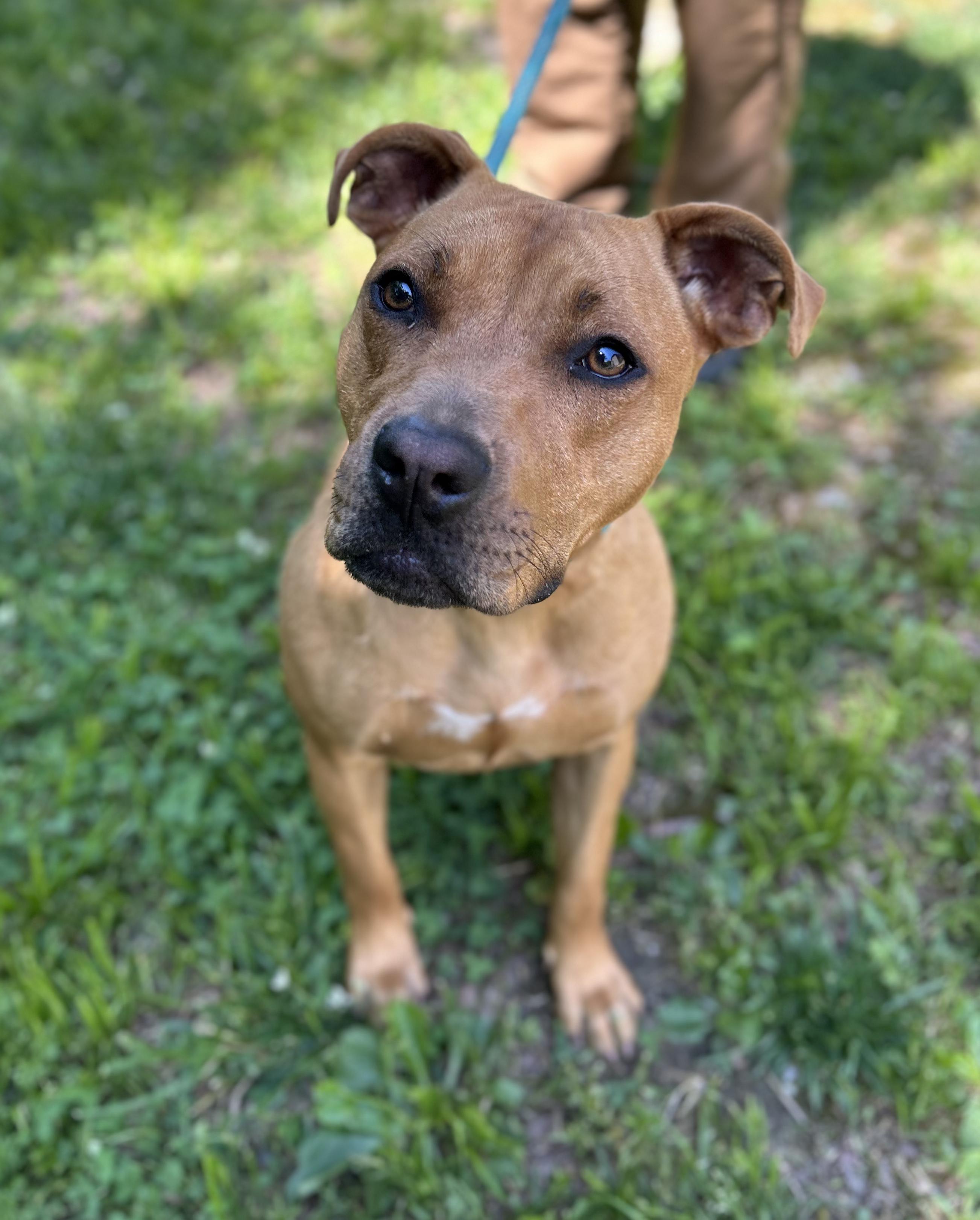 Gemma, a ADOPTABLE Mixed Breed in Manchester, TN image 2/3
