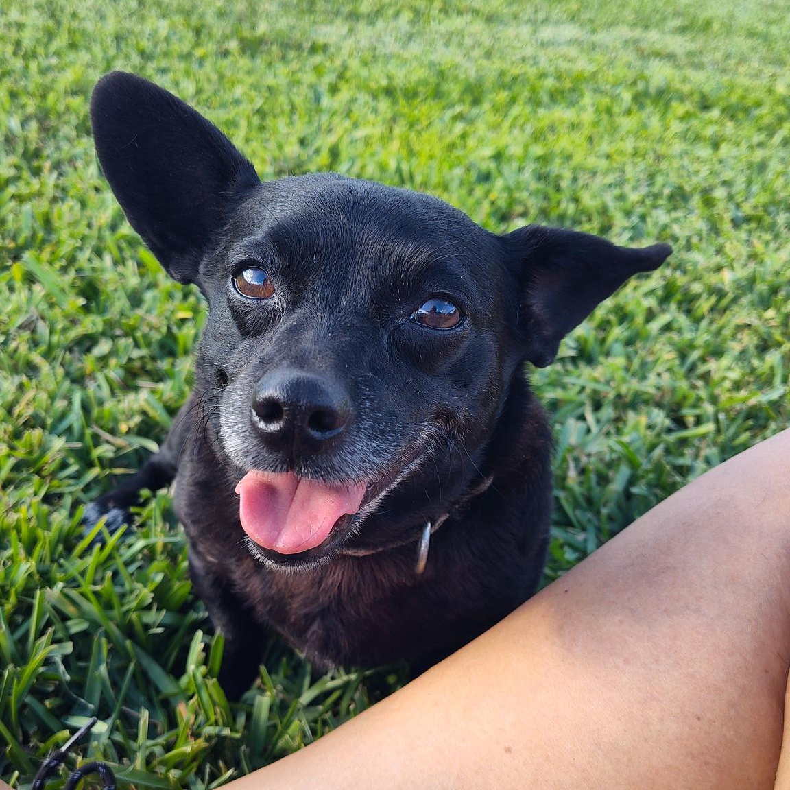 Laverne and Shirley BONDED, a Adoptable mixed breed in Orlando, FL image 4/5