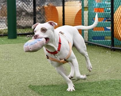 Angus, Adoptable, Adult Male Mixed Breed & Mixed Breed.
