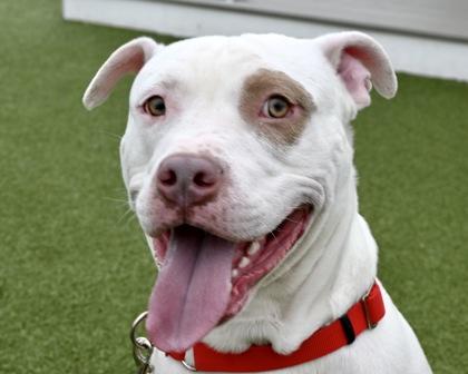 Enlarge Angus, a Adoptable mixed breed in West Seneca, NY image 2/3