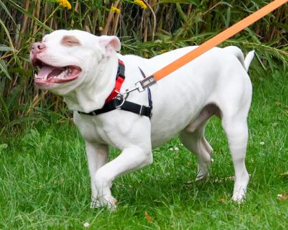 Enlarge Angus, a Adoptable mixed breed in West Seneca, NY image 3/3