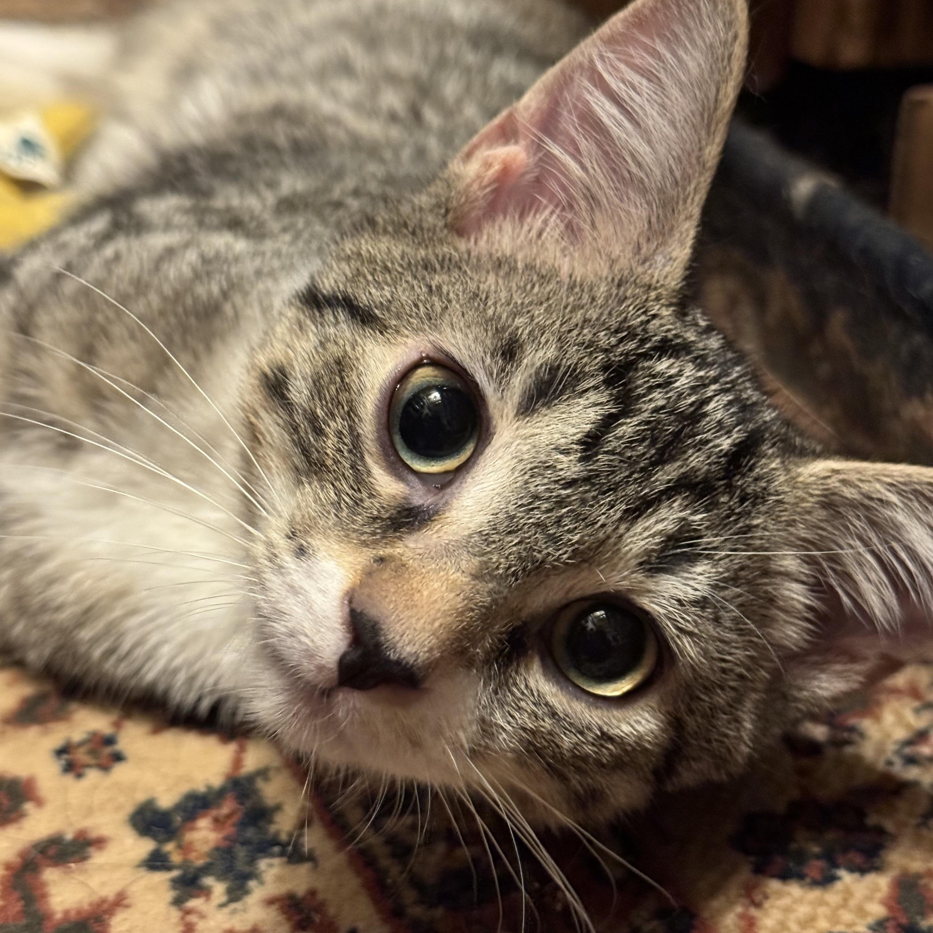 Benny & Jimmy (double adoption only) Domestic Short Hair Cat