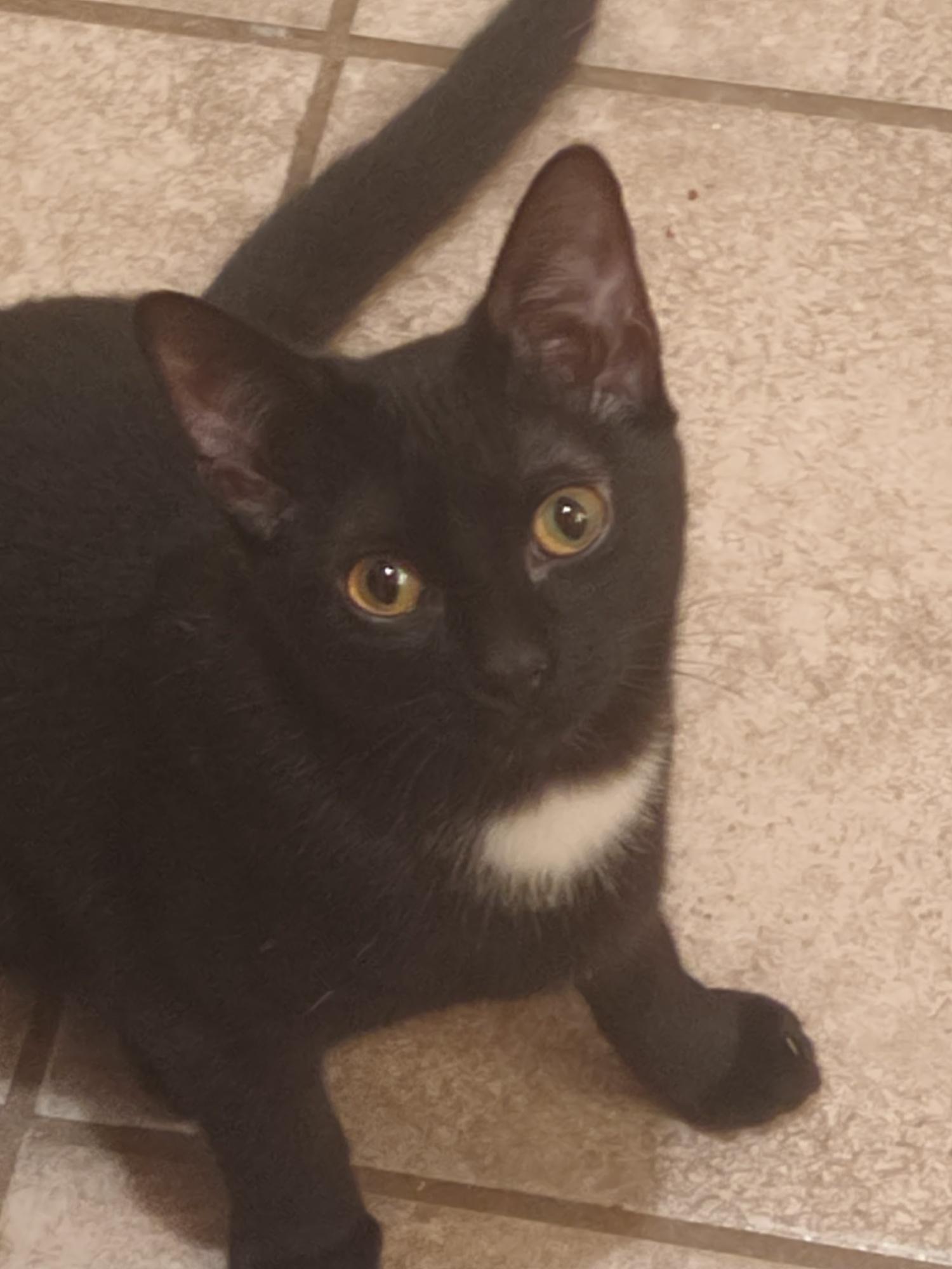 Missy, a Adoptable Domestic Short Hair in Beeville, TX image 1/2