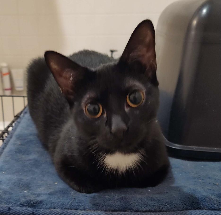 Missy, a Adoptable Domestic Short Hair in Beeville, TX image 2/2