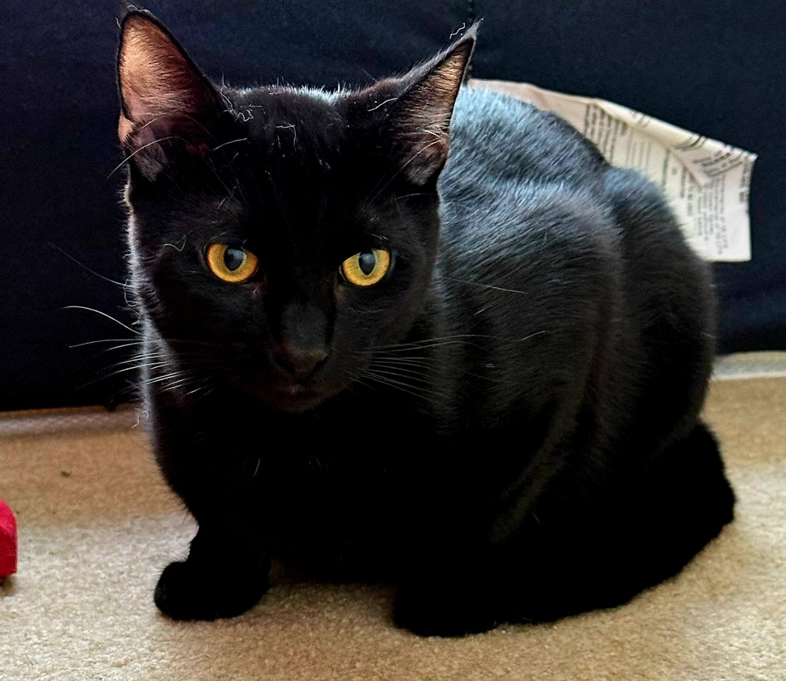 Winston, Young Male Domestic Short Hair