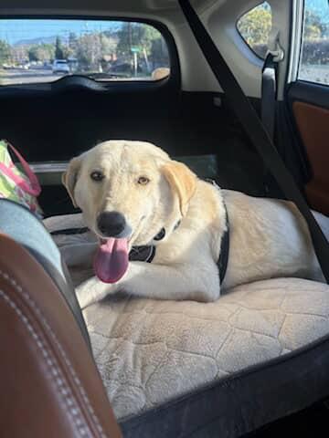 Dory, an adopted mixed breed in San Diego, CA image 2/4