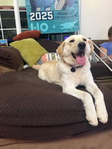 Dory, an adopted mixed breed in San Diego, CA image 1/4