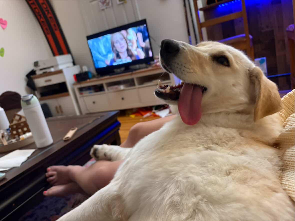 Dory, an adopted mixed breed in San Diego, CA image 3/4