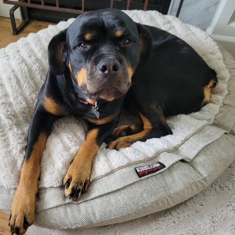 Enlarge Bella, a ADOPTABLE Rottweiler in Redmond, WA image 4/6