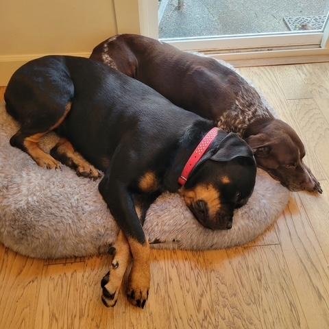 Enlarge Bella, a ADOPTABLE Rottweiler in Redmond, WA image 2/6