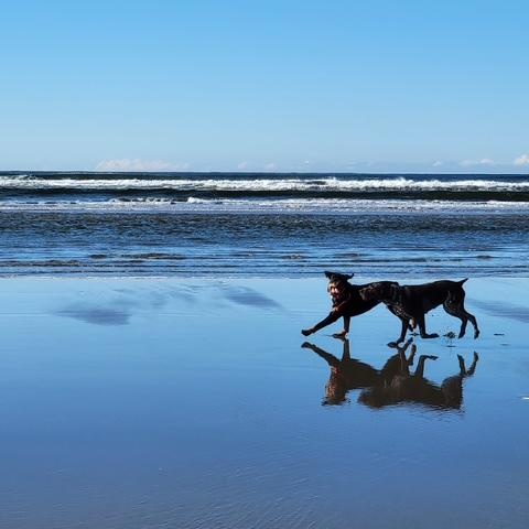 Enlarge Bella, a ADOPTABLE Rottweiler in Redmond, WA image 6/6