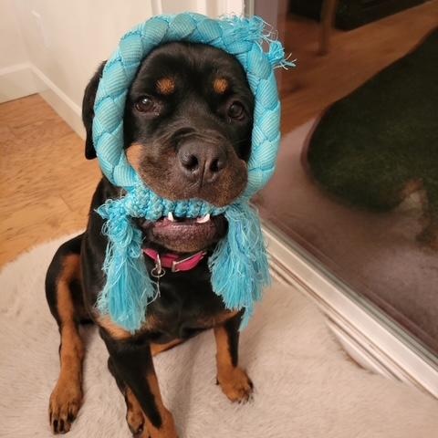 Enlarge Bella, a ADOPTABLE Rottweiler in Redmond, WA image 5/6