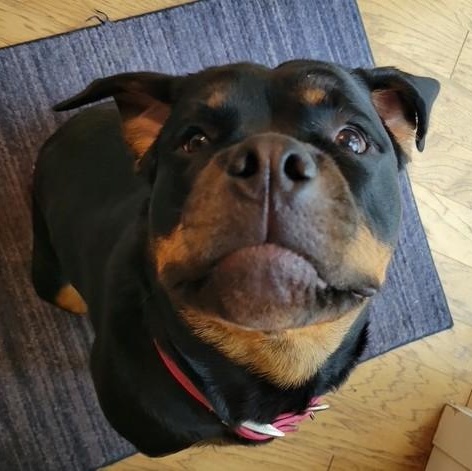 Bella, ADOPTABLE, Young Female Rottweiler.