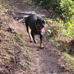Enlarge Bella, a ADOPTABLE Rottweiler in Redmond, WA image 3/6