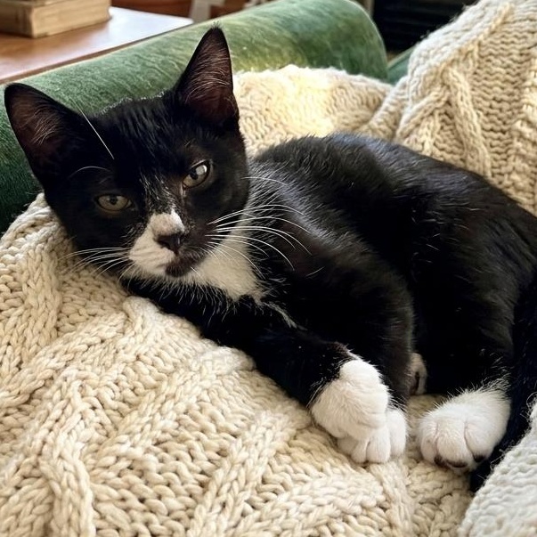 Enlarge Gemma, an adopted American Shorthair in Union City, NJ image 1/5