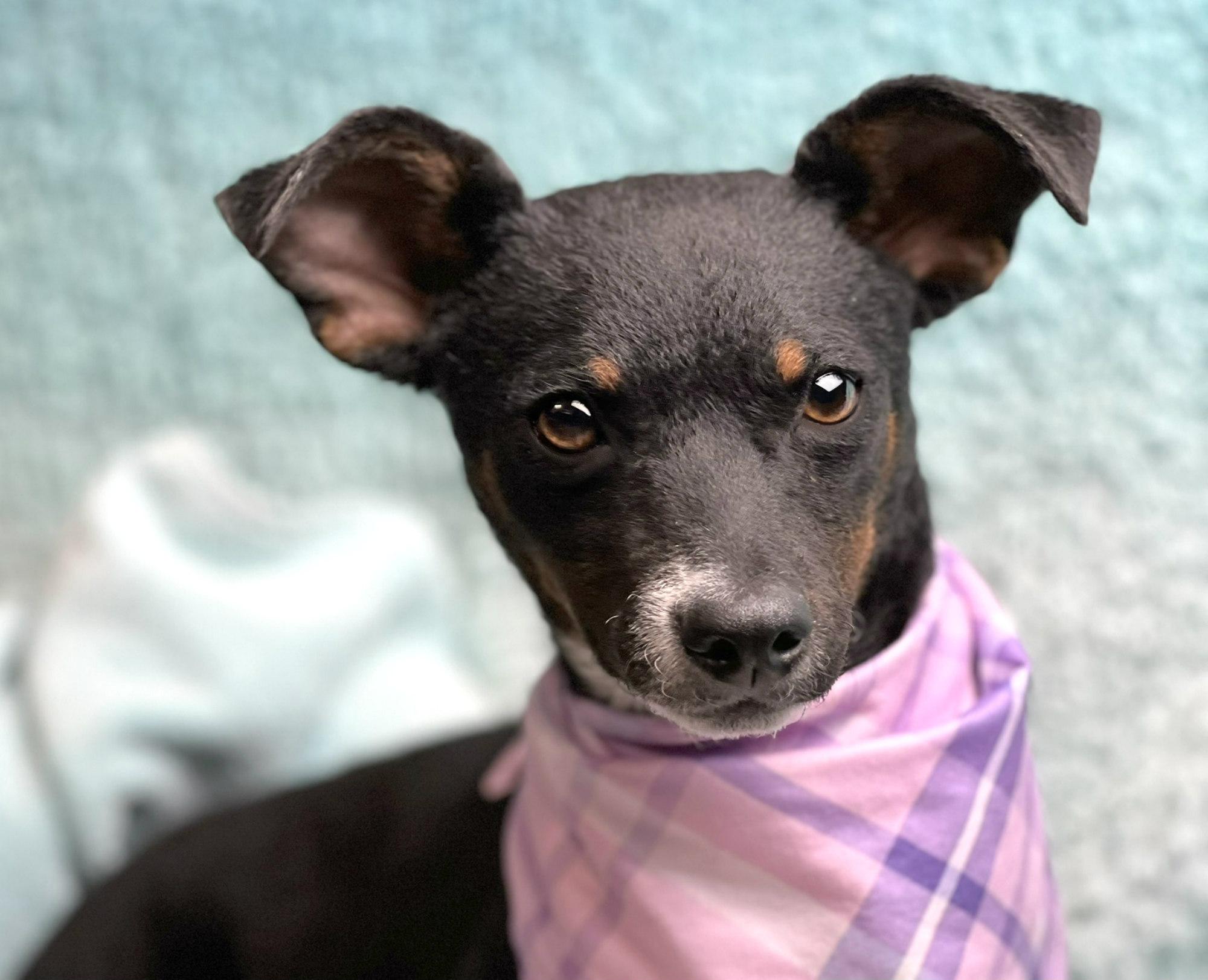 Enlarge Baisley, a Adoptable mixed breed in Dublin, OH image 2/6