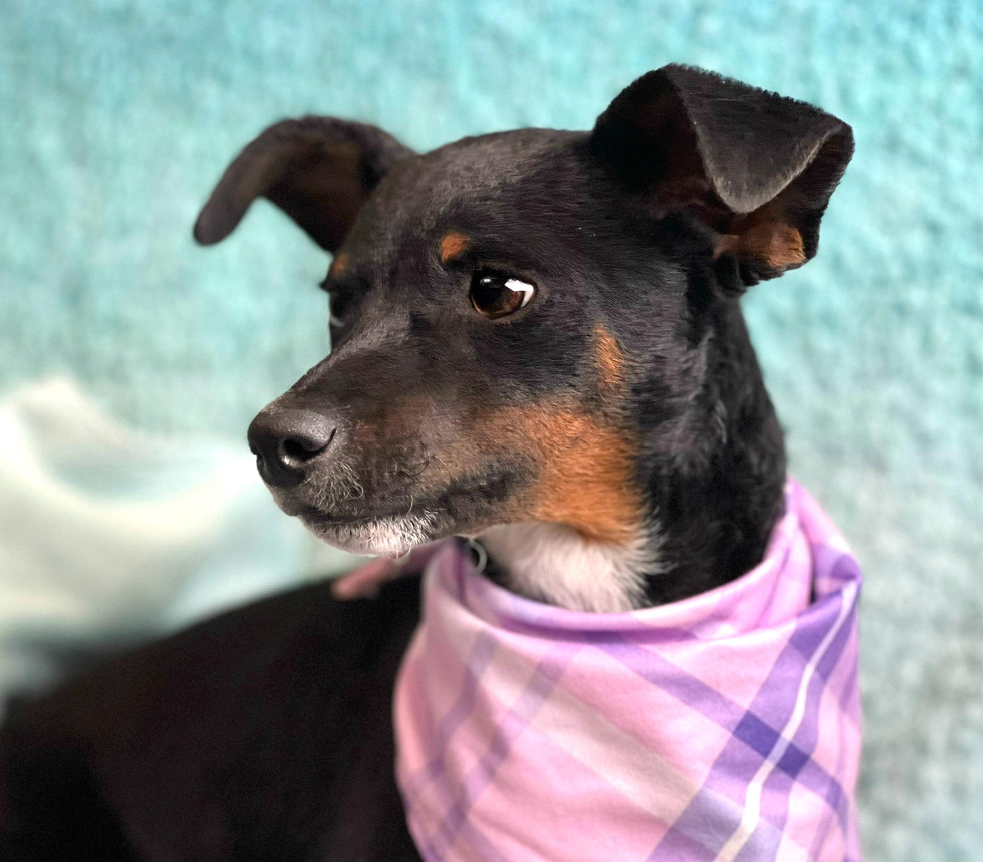 Enlarge Baisley, a Adoptable mixed breed in Dublin, OH image 4/6