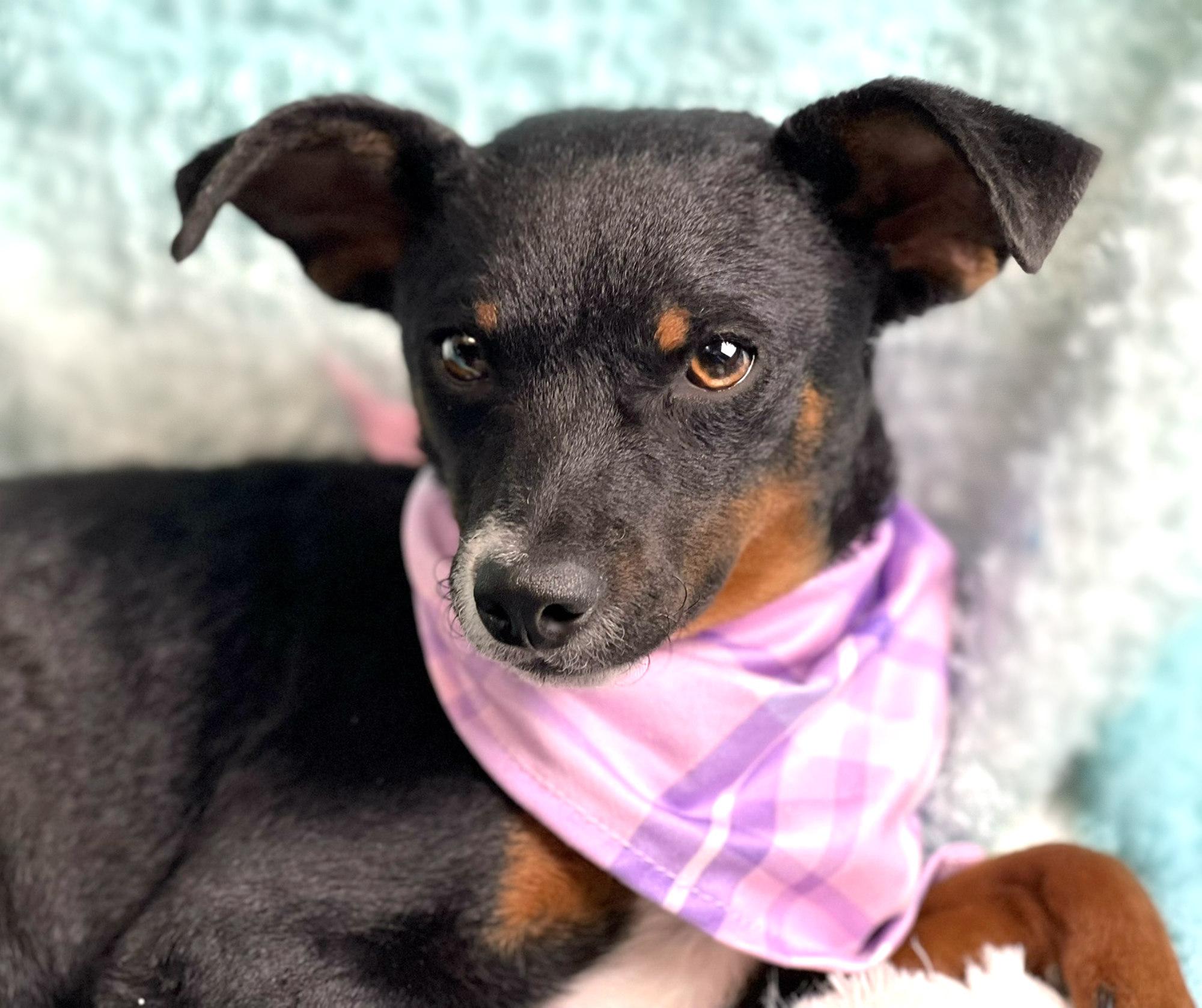 Enlarge Baisley, a Adoptable mixed breed in Dublin, OH image 5/6