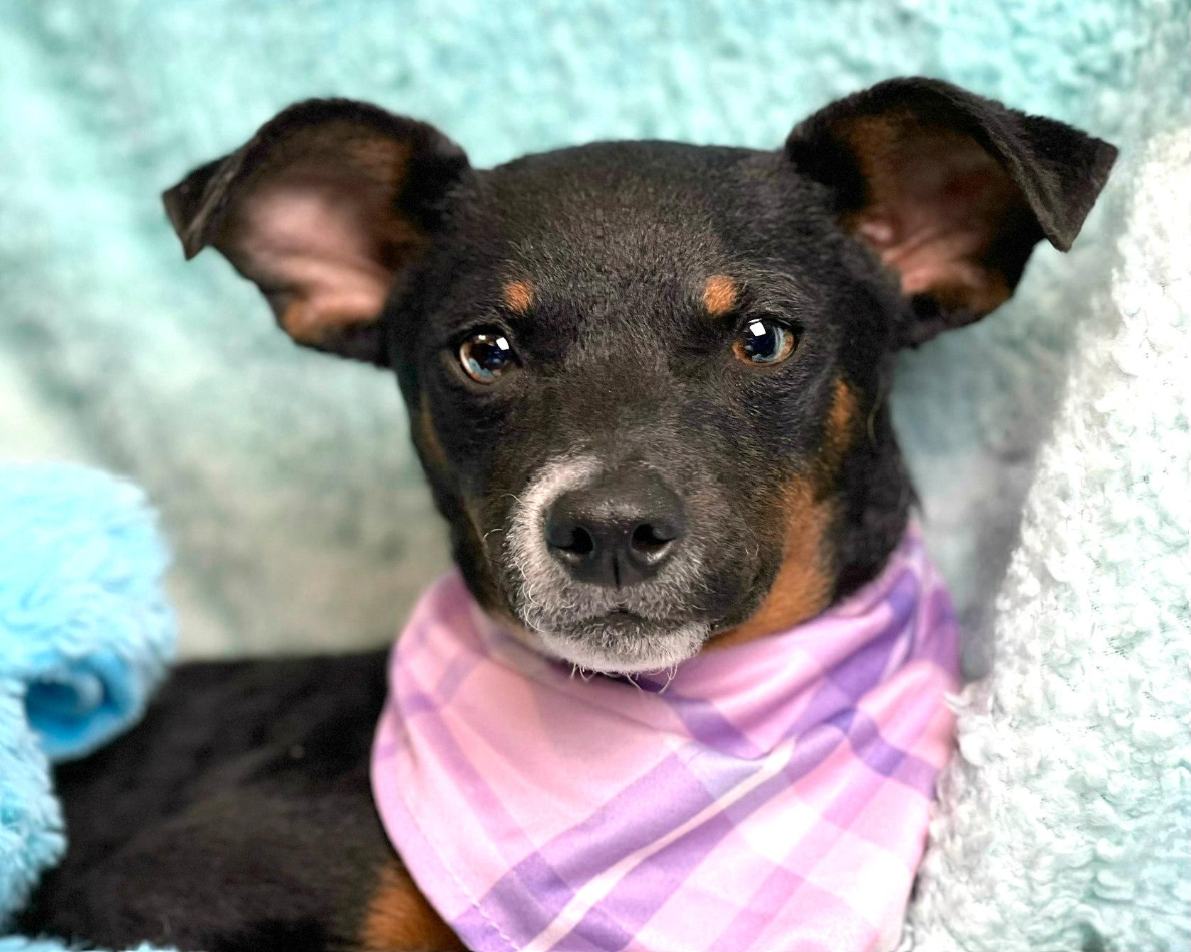 Enlarge Baisley, a Adoptable mixed breed in Dublin, OH image 3/6