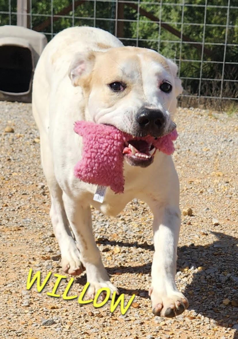 Willow, a Adoptable mixed breed in Woburn, MA image 6/6