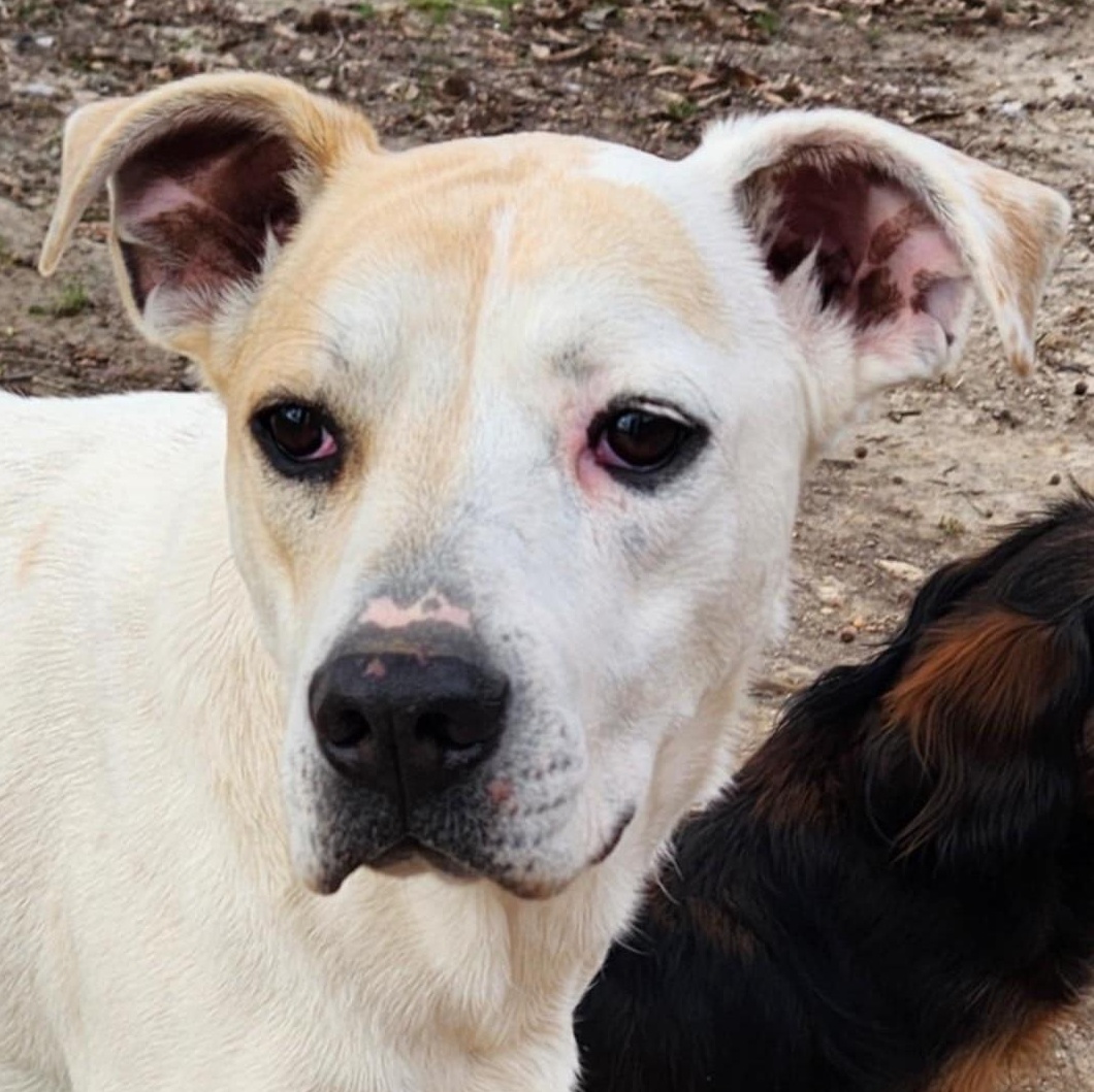 Willow, Adoptable, Young Female Basset Hound.