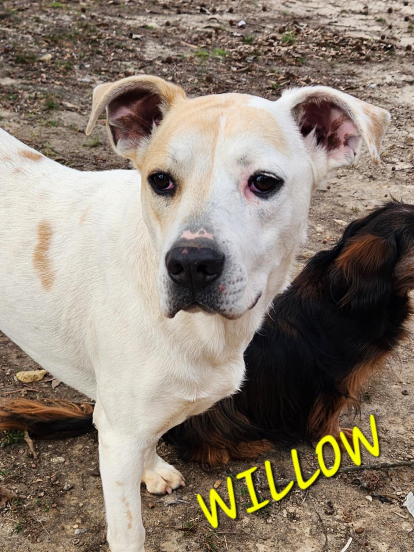 Willow, a Adoptable mixed breed in Woburn, MA image 4/6