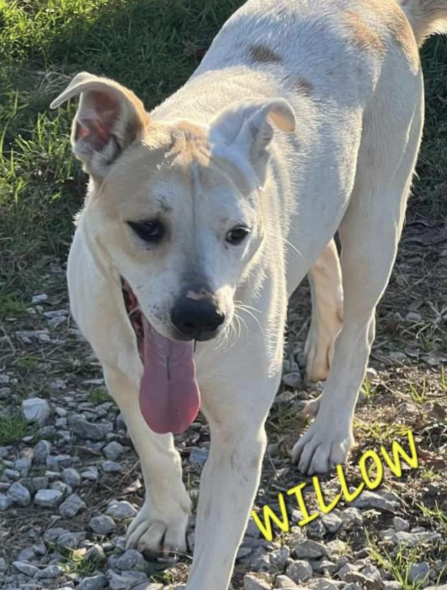 Willow, a Adoptable mixed breed in Woburn, MA image 5/6