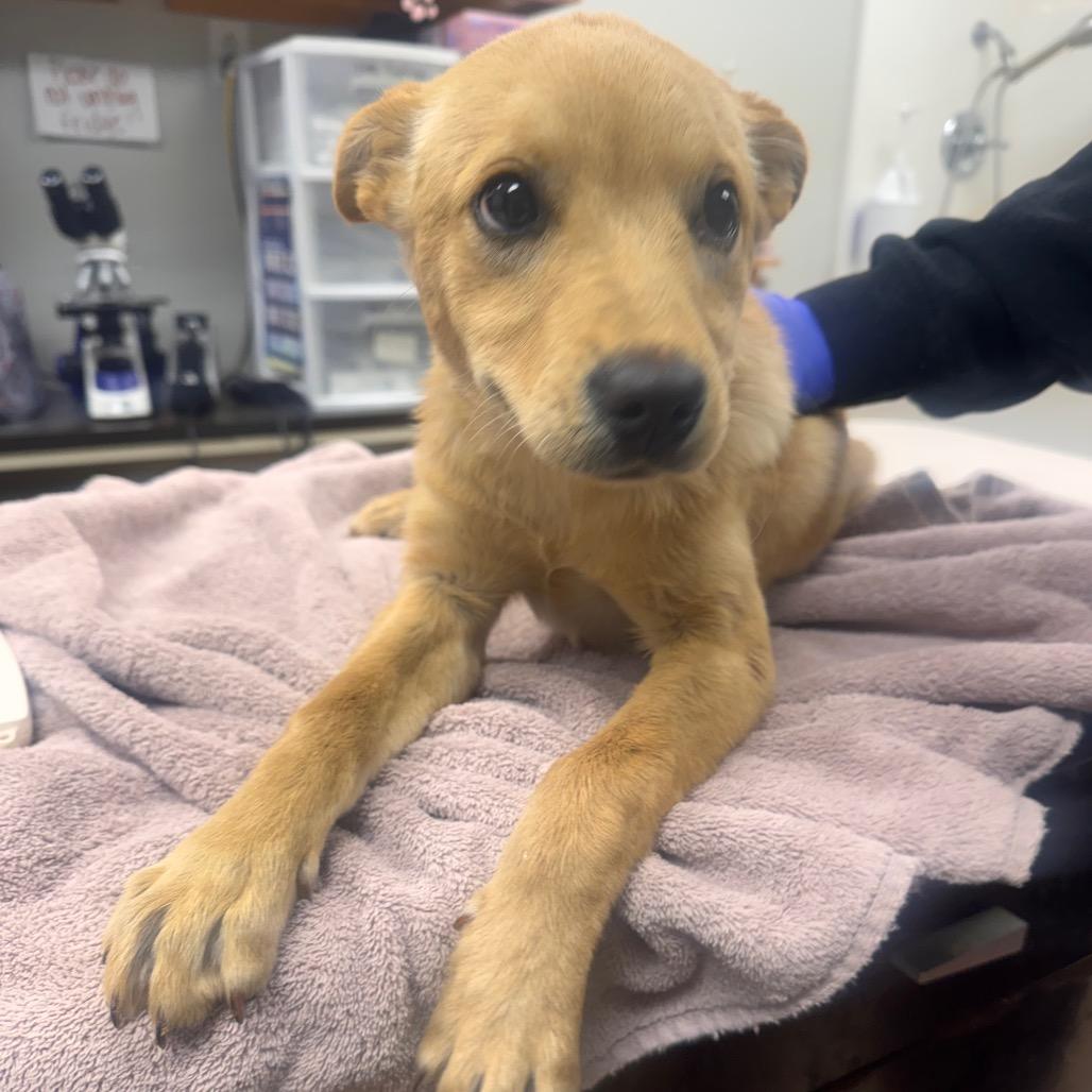 Lola, Adoptable, Puppy Female Labrador Retriever & Mixed Breed.