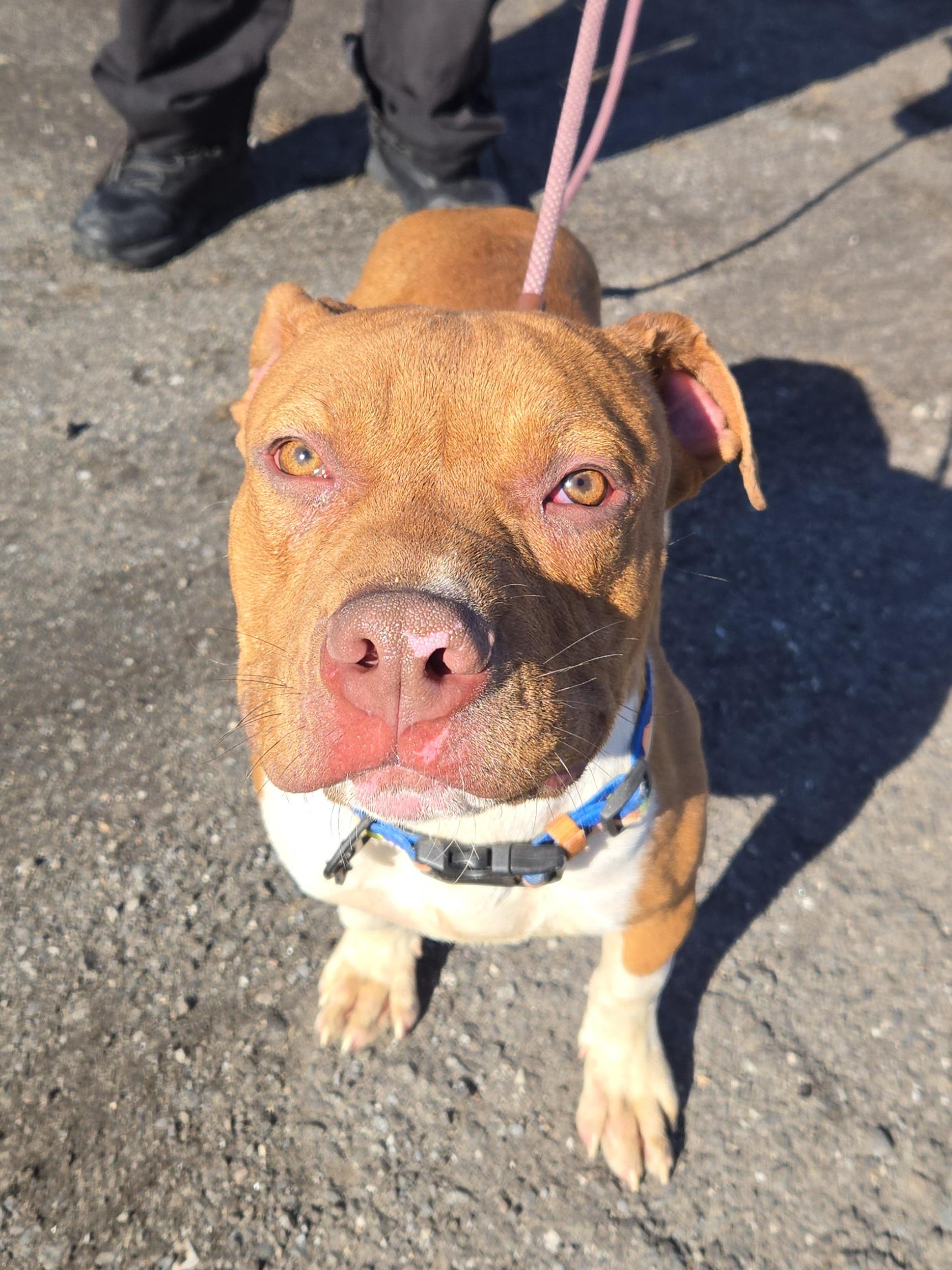 Enlarge Cantaloupe, an adopted Pit Bull Terrier in Trenton, NJ image 3/3